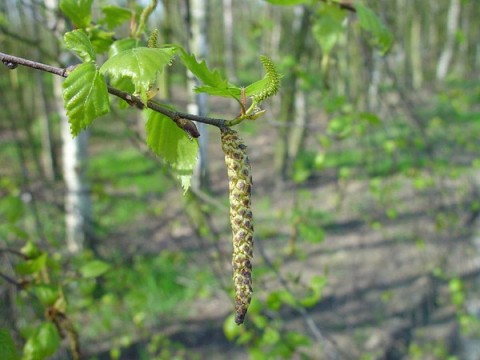 Betula Verucosa (Mesteacăn)